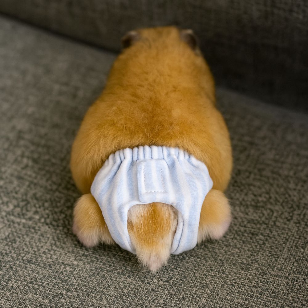 Chłonne pieluchy dla wiewiórek – Period Panty Absorbent recenzja i cena